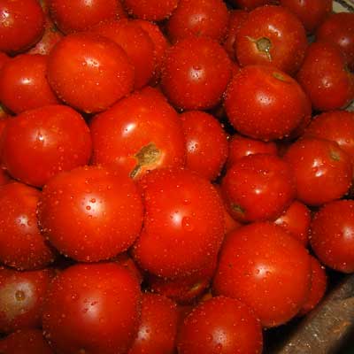 Tomatoes