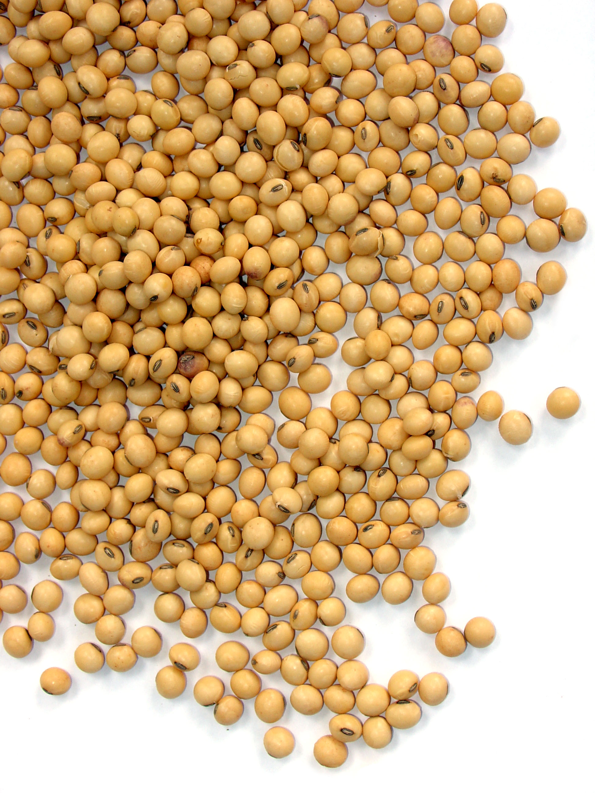 soy