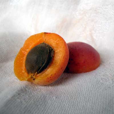 wild-apricot-open