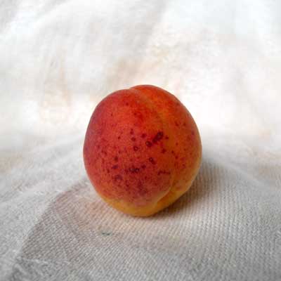 Wild Apricot Wild Apricot