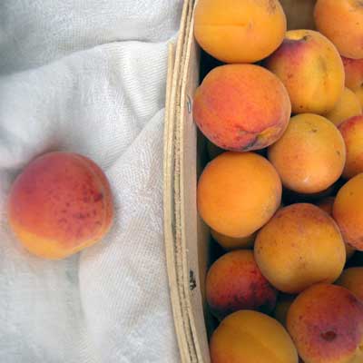 wild-apricots-basket