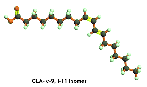 cla Conjugated Linoleic Acid