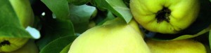 quince quince