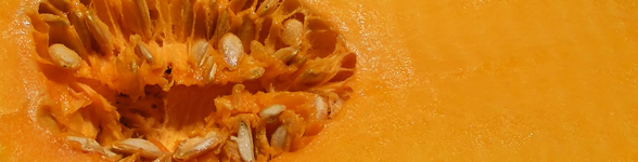 squash squash