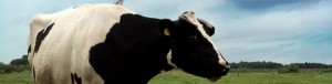 cow cow