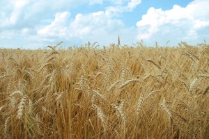 grain grain