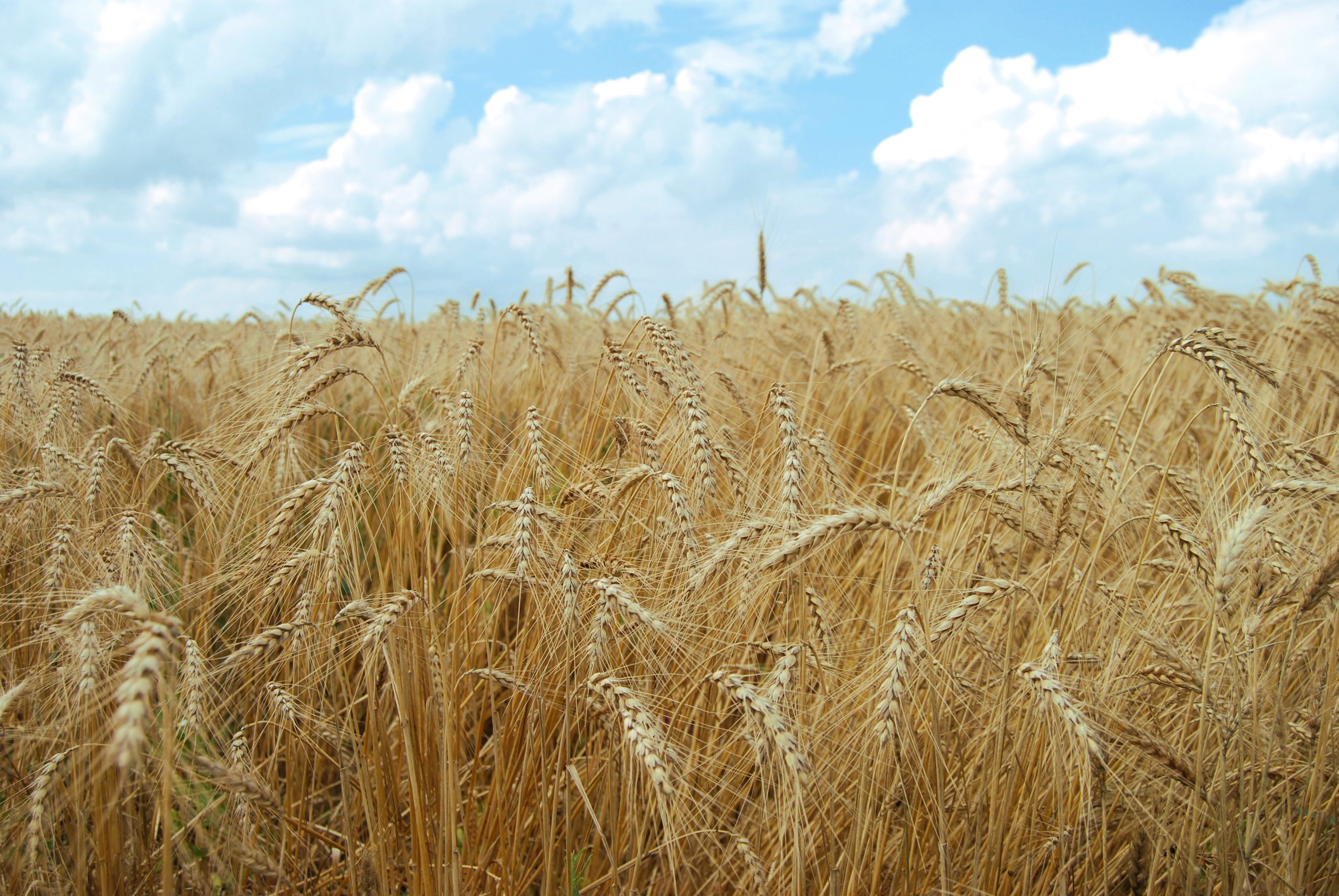 grain