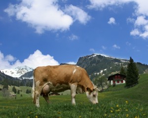 cow