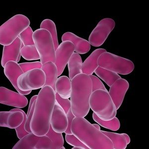 bacteria bacteria
