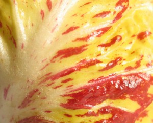 chicory A Rich Source of Prebiotics