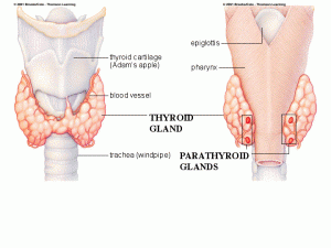 thyroid thyroid