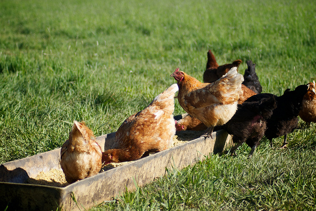 hens