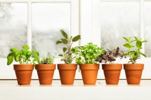 herbs herbs on windowsill