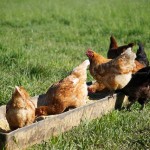 hens hens