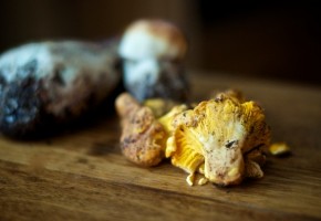 wildmushroombutter 1