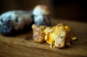 wildmushroombutter 1 wildmushroombutter 1