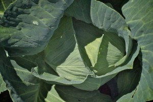 cabbage 047 (1) cabbage 047 (1)
