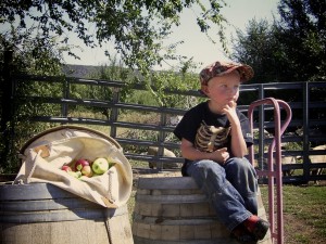 apple picking