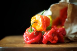 fermented chili sauce scotch bonnet chilies ready for fermented chili sauce
