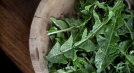 dandelion-greens-020