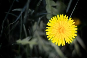 dandelion in grass 017 dandelion in grass 017