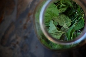 nettle infusion 051