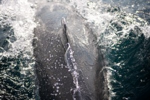 dolphin dolphin