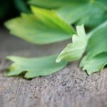 photos Lovage Soup for Spring
