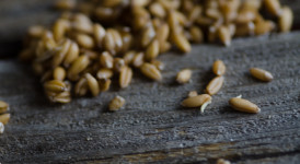 Sprouted Grain Flour