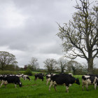 grass-fed cows