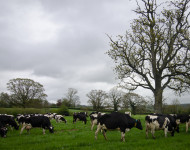 grass-fed cows