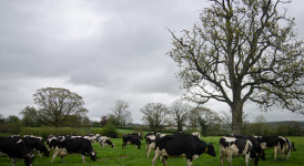 grass-fed cows