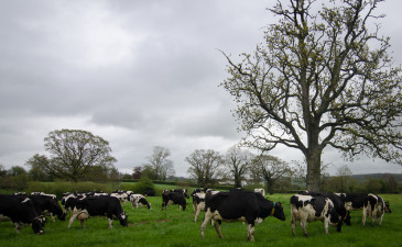 grass-fed cows