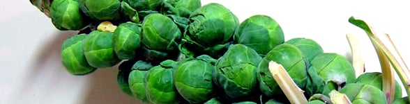 brusselssprouts