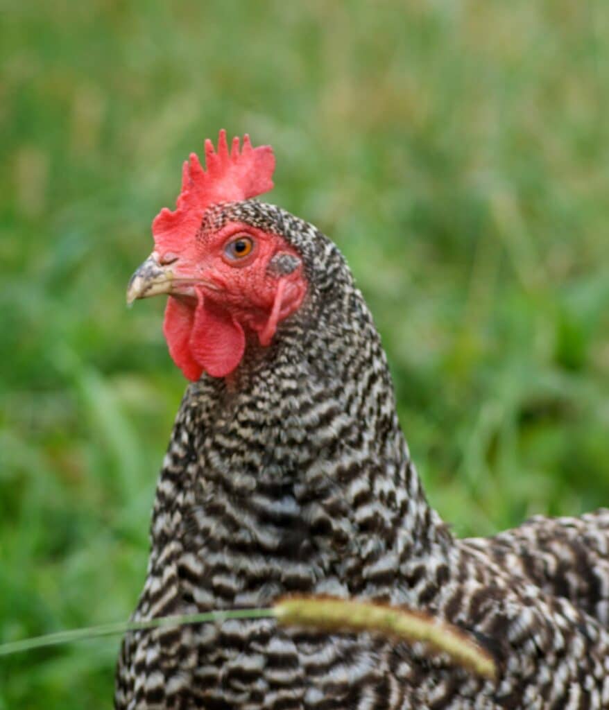 chicken in field of grass