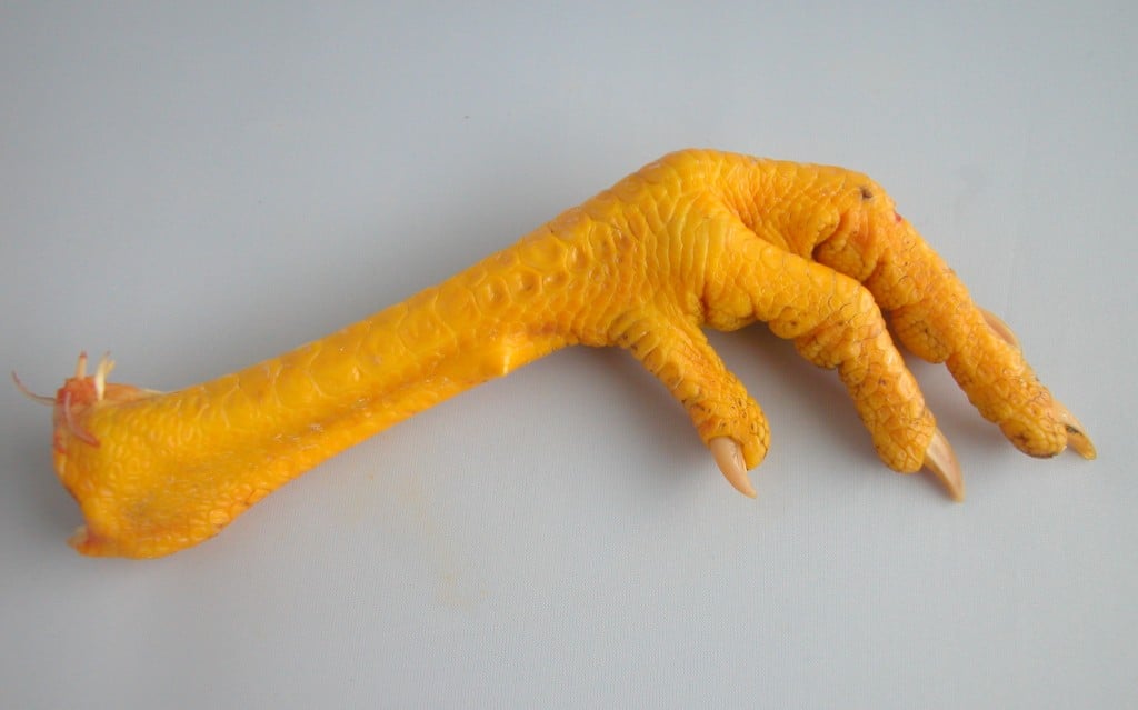 Chicken Foot Stock-image