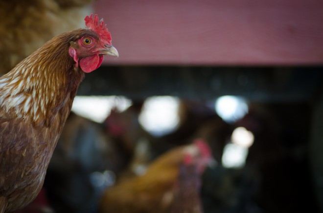 Six Reasons to Keep Backyard Chickens