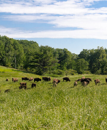 a herd in a field