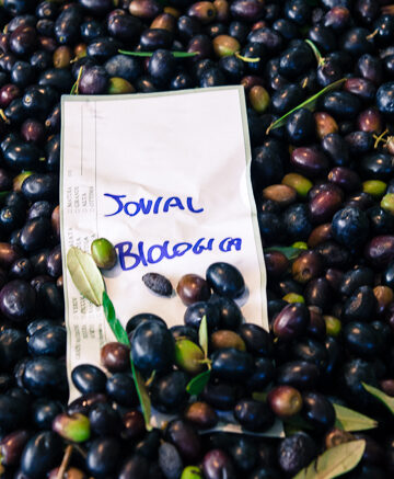 jovial olives