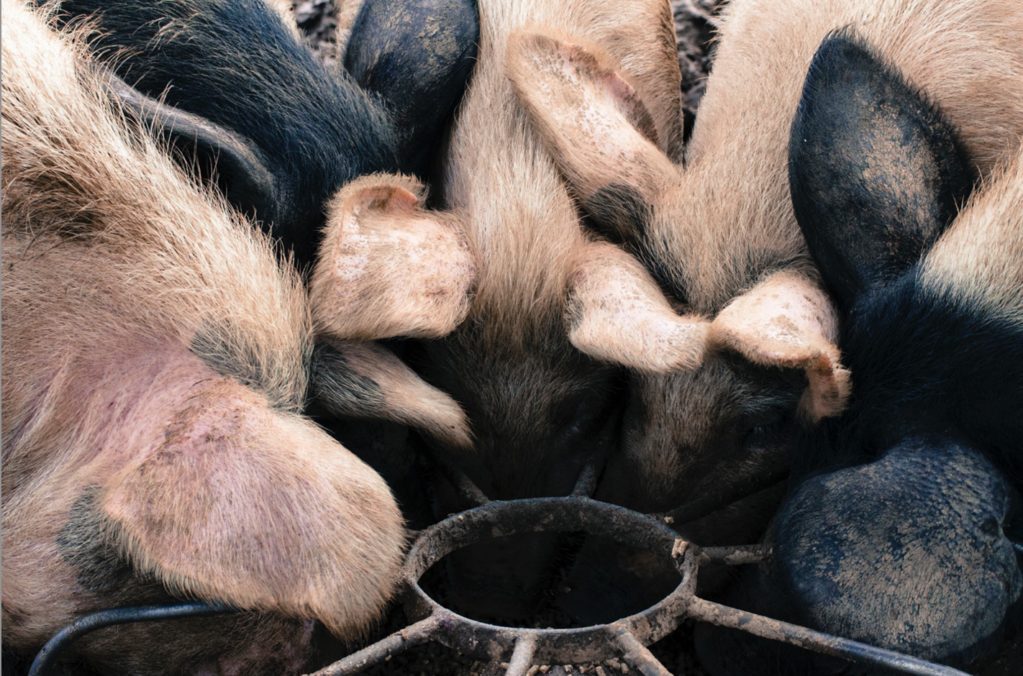 pasture-raised pigs at rigney's farm in ireland