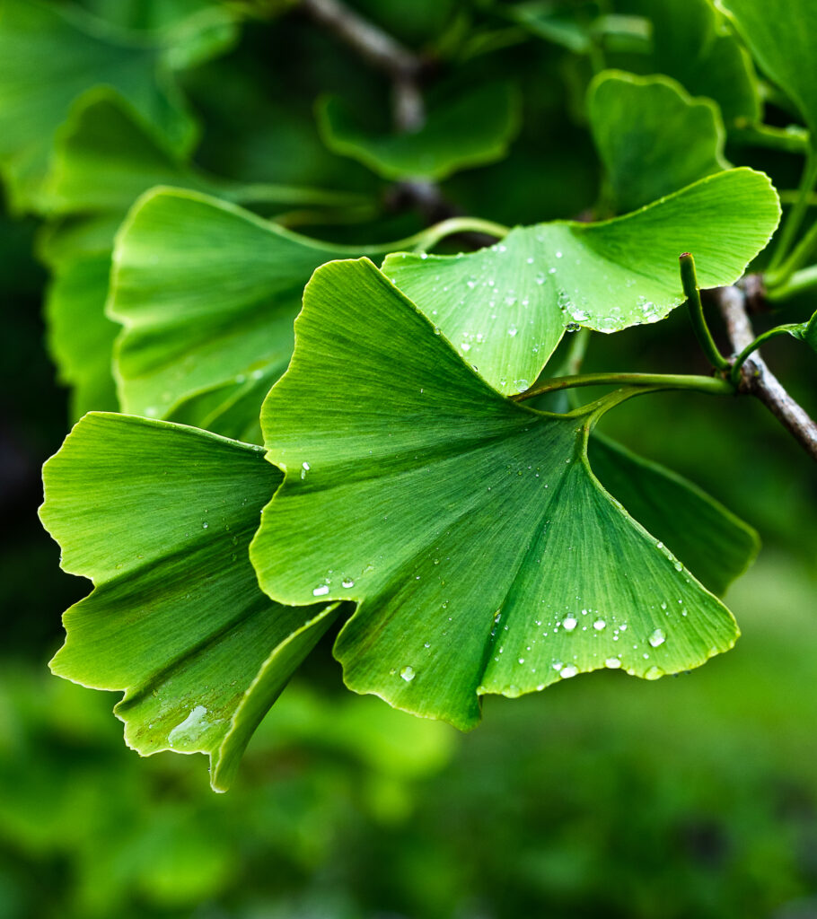Ginko leaf close up