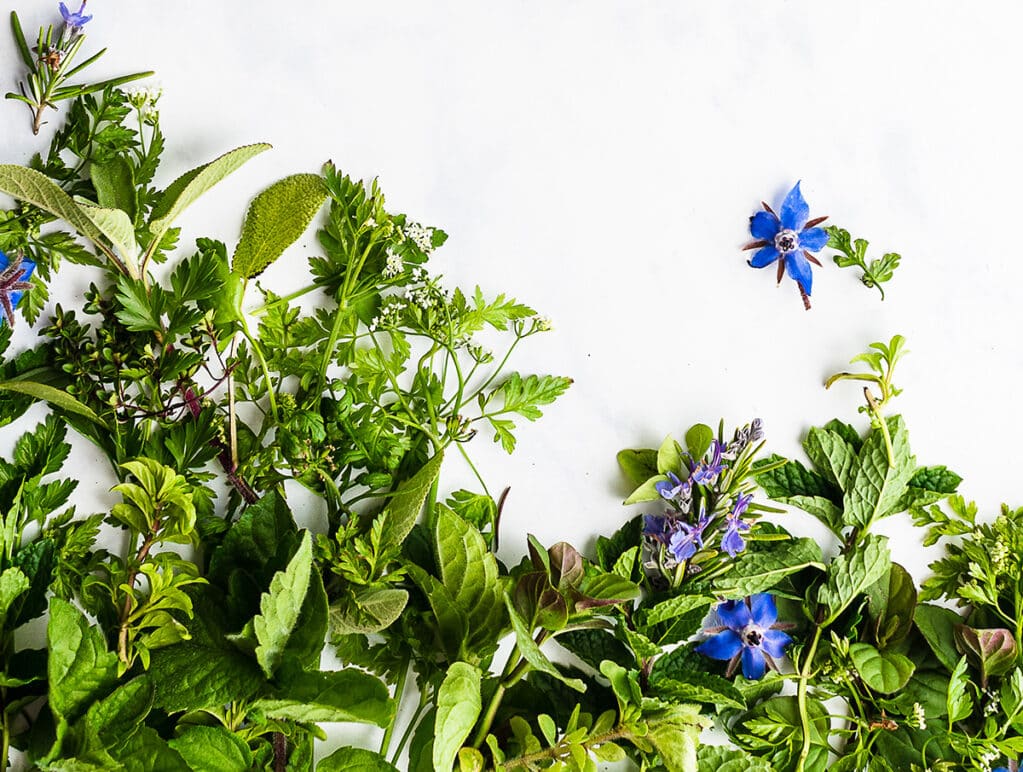Decorative element: fresh herbs on white background